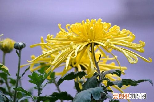 菊花冬季养护 菊花冬天如何养护？冬天养护菊花要做哪些工作？