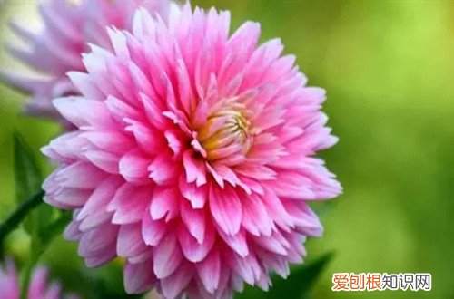 菊花冬季养护 菊花冬天如何养护？冬天养护菊花要做哪些工作？