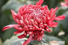 菊花冬季养护 菊花冬天如何养护？冬天养护菊花要做哪些工作？