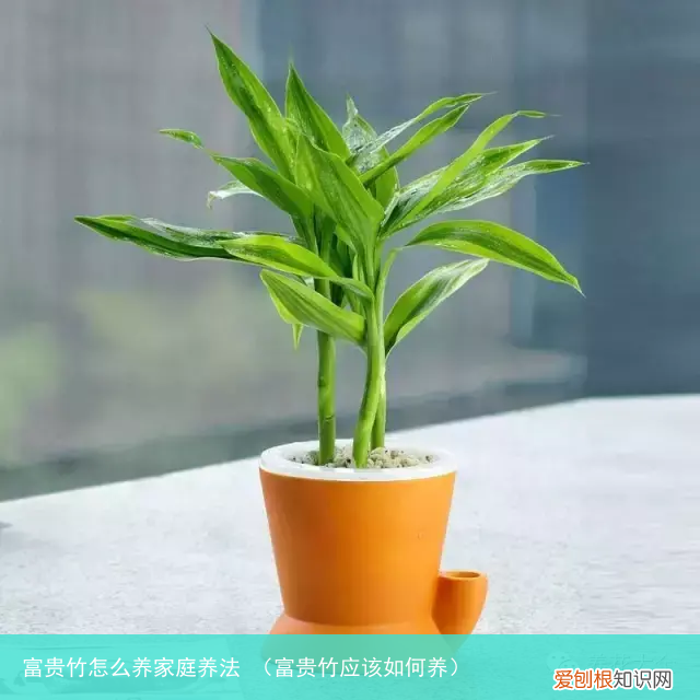富贵竹应该如何养 富贵竹怎么养家庭养法