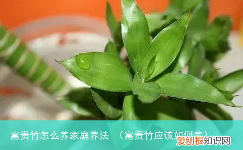 富贵竹应该如何养 富贵竹怎么养家庭养法