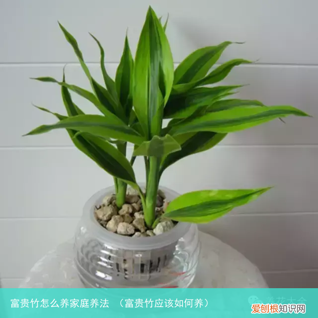 富贵竹应该如何养 富贵竹怎么养家庭养法