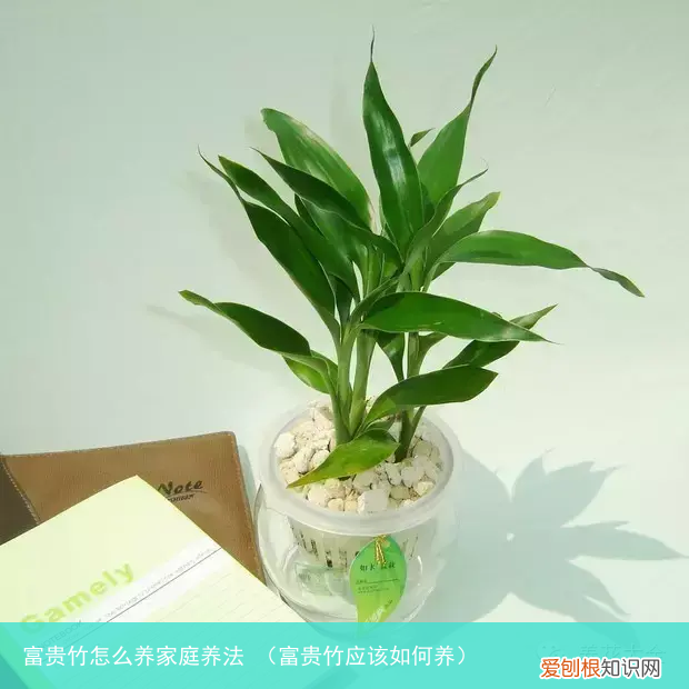 富贵竹应该如何养 富贵竹怎么养家庭养法