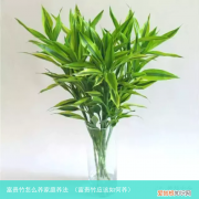 富贵竹应该如何养 富贵竹怎么养家庭养法