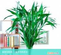 富贵竹咋养活 富贵竹咋养