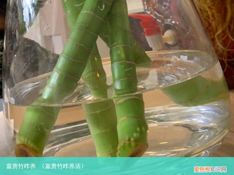 富贵竹咋养活 富贵竹咋养