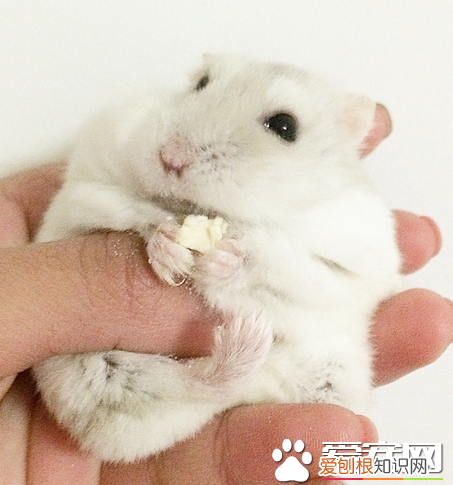 仓鼠把浴沙弄出来 奶茶仓鼠可以用浴沙洗澡呢?