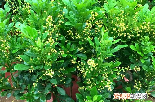 米兰开花季节的养护 米兰冬天如何养护?养护好了,冬天也能开花!