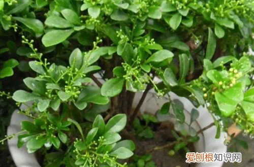 米兰开花季节的养护 米兰冬天如何养护?养护好了,冬天也能开花!