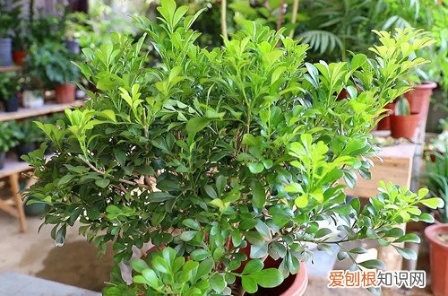 米兰开花季节的养护 米兰冬天如何养护?养护好了,冬天也能开花!