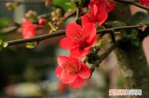 海棠花冬天怎样养护 海棠花冬天怎么养护？哪个时候要移到室内养护？