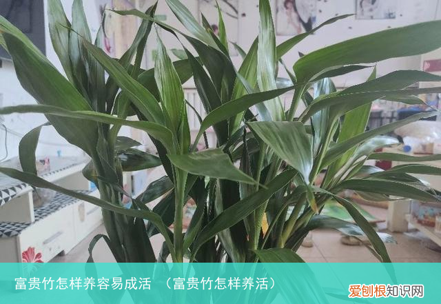 富贵竹怎样养活 富贵竹怎样养容易成活