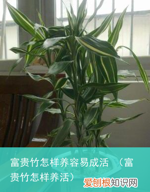 富贵竹怎样养活 富贵竹怎样养容易成活