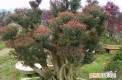 小叶赤楠过冬最低温度 小叶赤楠耐寒吗？冬天要怎么养护？