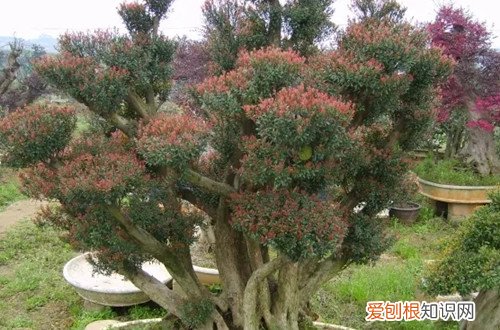小叶赤楠过冬最低温度 小叶赤楠耐寒吗？冬天要怎么养护？