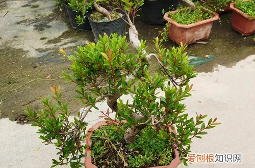 小叶赤楠过冬最低温度 小叶赤楠耐寒吗？冬天要怎么养护？