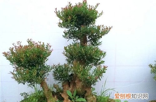 小叶赤楠过冬最低温度 小叶赤楠耐寒吗？冬天要怎么养护？