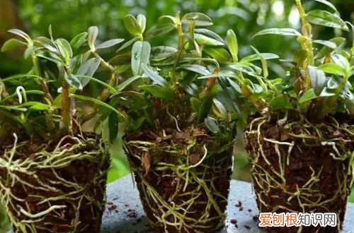 石斛怎么浇水呢?要多久浇一次水好 石斛怎么浇水呢？要多久浇一次水？