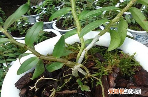 石斛怎么浇水呢?要多久浇一次水好 石斛怎么浇水呢？要多久浇一次水？
