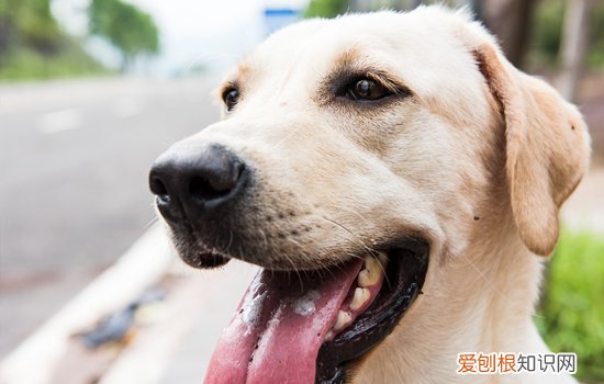 狗狗能记住主人多久 狗狗记住主人要多久