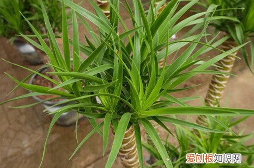 龙血树冬季怎么养护 龙血树冬天要怎么养护才能安全过冬？
