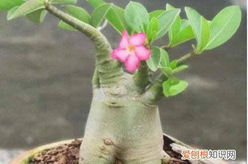 冬季沙漠玫瑰的养殖方法和注意事项 沙漠玫瑰冬天要怎么养护，要移到室内养护吗？