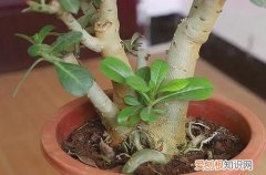 冬季沙漠玫瑰的养殖方法和注意事项 沙漠玫瑰冬天要怎么养护，要移到室内养护吗？
