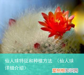 仙人球详细介绍 仙人球特征和种植方法