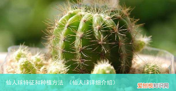 仙人球详细介绍 仙人球特征和种植方法
