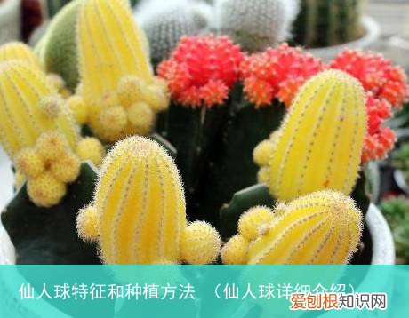 仙人球详细介绍 仙人球特征和种植方法