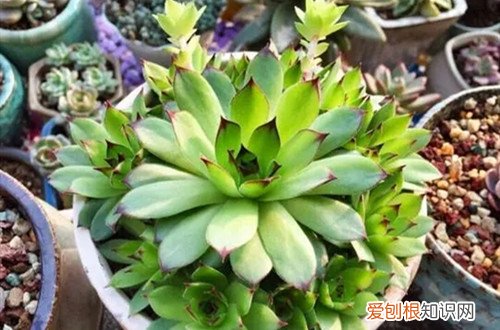 观音莲冬天怎么养才能安全过冬? 观音莲冬天要怎么养护？做好这些养护工作，就能轻松地过冬！
