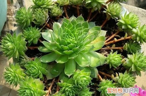 观音莲冬天怎么养才能安全过冬? 观音莲冬天要怎么养护？做好这些养护工作，就能轻松地过冬！