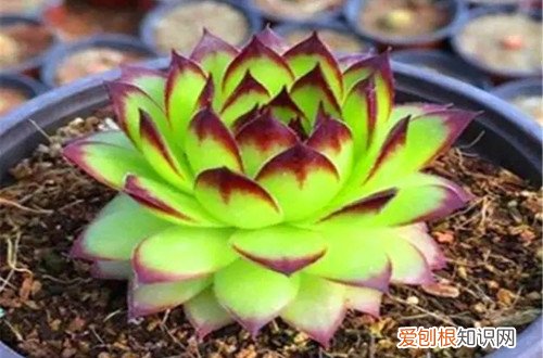 观音莲冬天怎么养才能安全过冬? 观音莲冬天要怎么养护？做好这些养护工作，就能轻松地过冬！
