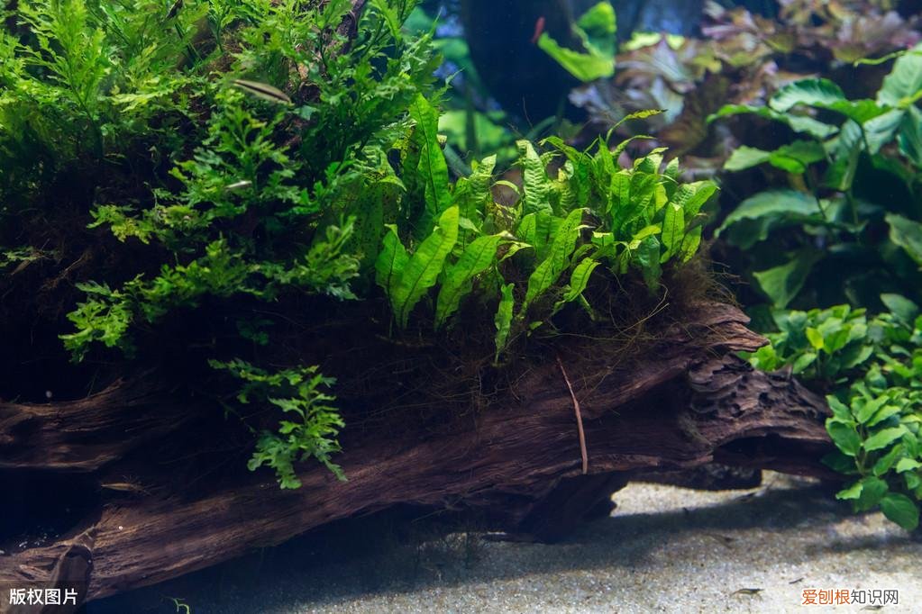 水草缸底沙用多大颗粒 水草缸底沙怎么清洗