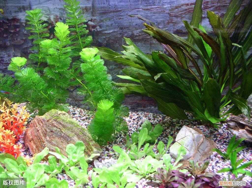 水草缸底沙用多大颗粒 水草缸底沙怎么清洗