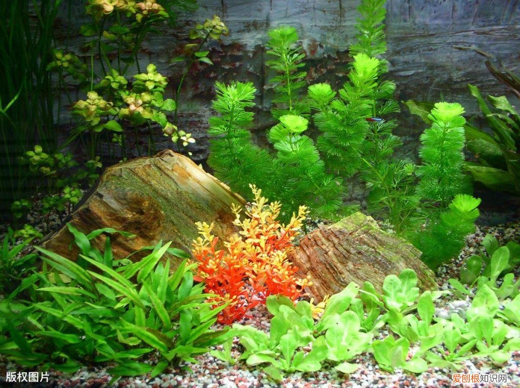 水草缸底沙用多大颗粒 水草缸底沙怎么清洗
