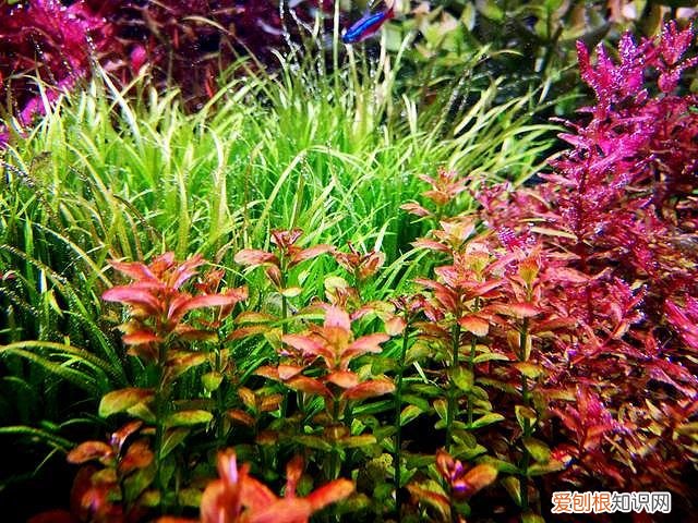水草缸底沙用多大颗粒 水草缸底沙怎么清洗