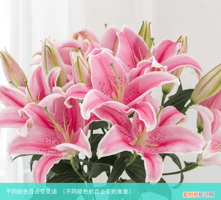 不同颜色的百合花的寓意 不同颜色百合花花语