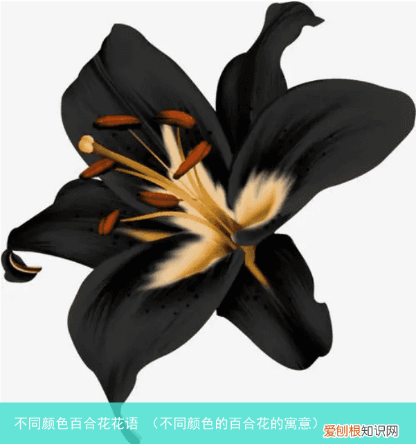 不同颜色的百合花的寓意 不同颜色百合花花语
