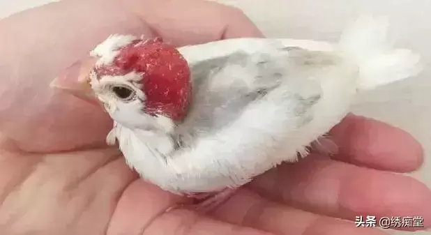 如何才能养好七彩文鸟?饲养七彩文鸟的方法视频 如何才能养好七彩文鸟?饲养七彩文鸟的方法