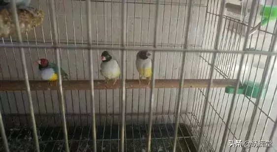 如何才能养好七彩文鸟?饲养七彩文鸟的方法视频 如何才能养好七彩文鸟?饲养七彩文鸟的方法