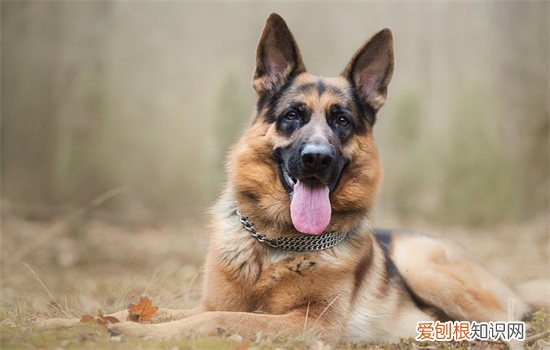 狗狗年龄怎么判断 怎么判断狗的年龄?