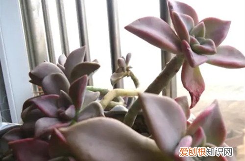 胧月多肉怎么修剪 多肉植物胧月要怎么养护，叶子才能变得五彩斑斓！