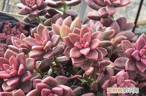 胧月多肉怎么修剪 多肉植物胧月要怎么养护，叶子才能变得五彩斑斓！