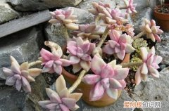 胧月多肉怎么修剪 多肉植物胧月要怎么养护，叶子才能变得五彩斑斓！