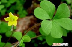 酢浆草冬天能种吗 酢浆草冬天如何养护才能安全越冬？