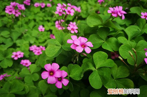 酢浆草冬天能种吗 酢浆草冬天如何养护才能安全越冬？