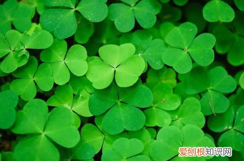 酢浆草冬天能种吗 酢浆草冬天如何养护才能安全越冬？