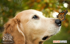 金毛幼犬训练，听懂训练明确口令，让你家的小宝贝更乖更听话，3个训练金毛狗狗听话的好方