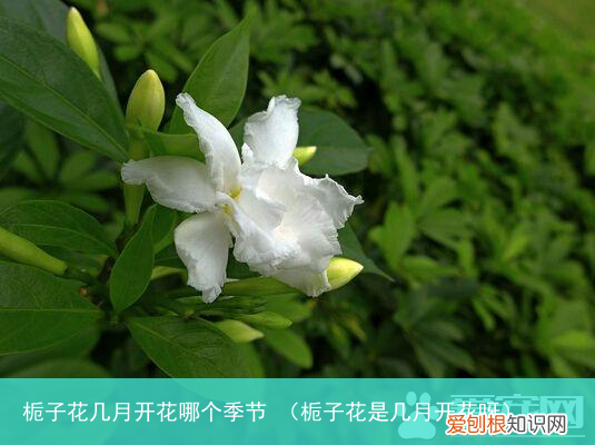 栀子花是几月开花呀 栀子花几月开花哪个季节